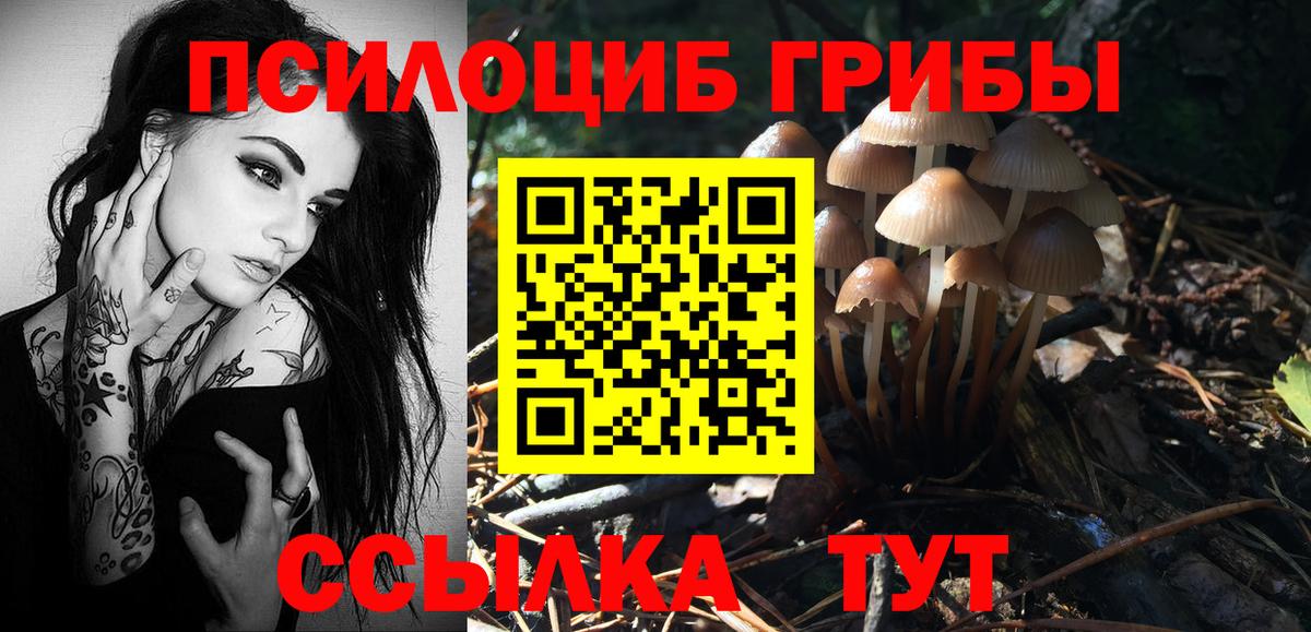 Галлюциногенные грибы Psilocybe Партизанск
